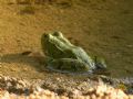 Pelophylax cf. bedriagae